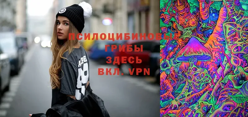 omg вход  Егорьевск  Галлюциногенные грибы Psilocybe 